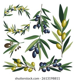 Collection of lush branches with green and black olives. Set of foliage with dark and light olive fruits. Small sprigs with leaves. Natural healthy product. Organic food. Isolated vector illustration.