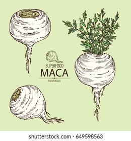 Collection of Maca Peruvian. Superfood. Vector hand drawn illustration