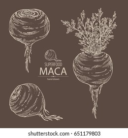 Collection of Maca Peruvian. Superfood. Vector hand drawn illustration.