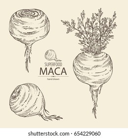 Collection of Maca Peruvian. Superfood. Vector hand drawn illustration.