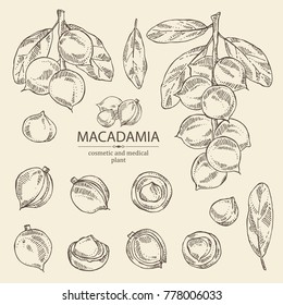 Collection of macadamia: branch, leaves and macadamia nuts. Cosmetic and medical plant. Vector hand drawn illustration. 