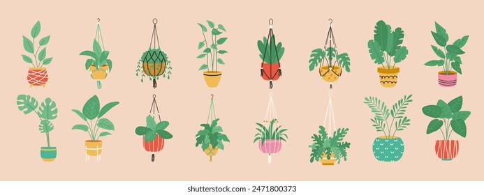 Collection of macrame hangers. Home plants in stylish planters and pots.