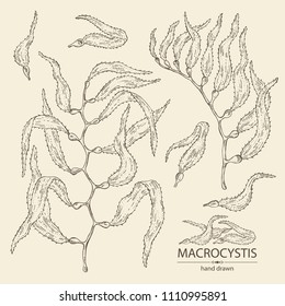 macrocystis drawing