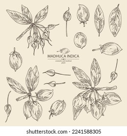 Collection of madhuca indica: madhuca indica plant, leaves, flowers and madhuca indica fruits. Cosmetic, perfumery and medical plant. Vector hand drawn illustration