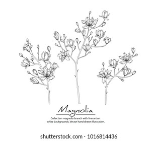 Collection magnolia branches with line-art on white backgrounds. Vector hand drawn illustration.