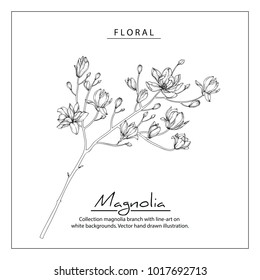 Collection magnolia branches with line-art on white backgrounds. Vector hand drawing illustration.