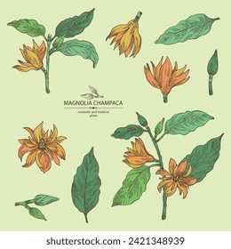 Collection of magnolia champaca: magnolia plant, leaves and magnolia champaca flowers. Cosmetic, perfumery and medical plant. Vector hand drawn illustration