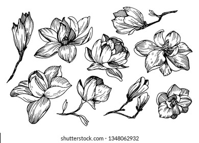 Collection with magnolia flowers in engraving style