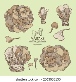 Collection of maitake: piece of mushroom, maitake mushrooms. Grifola frondosa. Vector hand drawn Mushroom illustrations