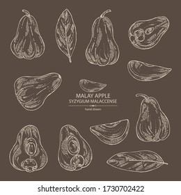 Collection of malay apple: yamboza fruit, malay apple slice and leaves. Syzygium malaccense. Vector hand drawn illustration.