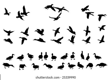 collection of mallard duck silhouettes for designers