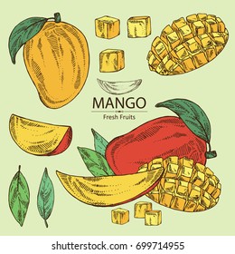 Collection of mango fruit,  leaves and mango slice. Vector hand drawn illustration