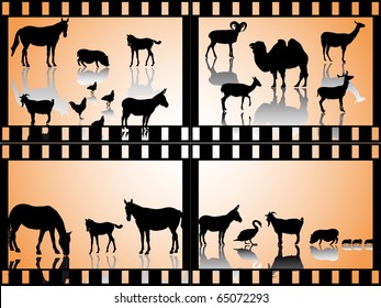 collection of many farm animals-silhouette in film strips