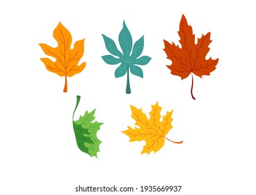 Collection Of Maple And Oak Leaves, Fall Season Background. Vector Illustration.