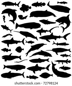 The collection of marine fish and mammals