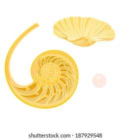 Collection marine life  seashells vector illustration 