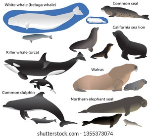 Collection of marine mammals and its cubs in colour image: california sea lion, common seal, walrus, northern elephant seal, white whale (beluga), killer whale (orca), common dolphin