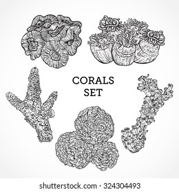 Collection of marine plants and corals. Vintage set of black and white hand drawn marine flora. Isolated vector illustration in line art style.Design for summer beach, decorations.