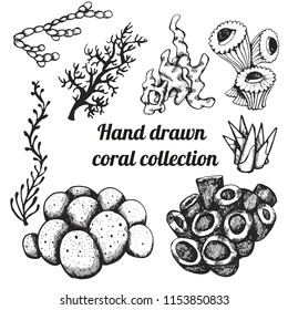 Collection of marine plants, leaves and seaweed. Vintage set of black and white hand drawn marine flora. 