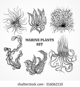 Collection of marine plants, leaves and seaweed. Vintage set of black and white hand drawn marine flora. Isolated vector illustration in line art style.Design for summer beach, decorations.