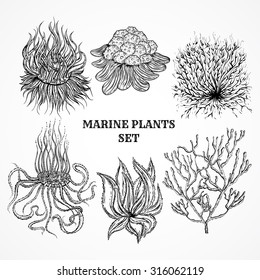 Collection of marine plants, leaves and seaweed. Vintage set of black and white hand drawn marine flora. Isolated vector illustration in line art style.Design for summer beach, decorations.