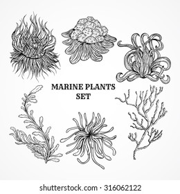 Coleção de plantas marinhas, folhas e algas marinhas. Conjunto vintage de preto e branco desenhado à mão flora marinha. Ilustração vetorial isolada em estilo artístico de linha.Design para praia de verão, decorações.