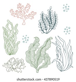 Collection of marine plants, leaves and seaweed - vector illustration