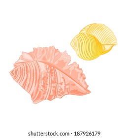 Collection marine seashells vector illustration without gradients