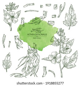 Colección de oficiales malvavisco: althea officinalis flor, raíz y hojas. Planta cosmética y médica. Ilustración dibujada a mano por el vector