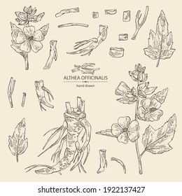 Colección de oficiales malvavisco: althea officinalis flor, raíz y hojas. Planta cosmética y médica. Ilustración dibujada a mano por el vector