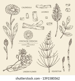 Collection of medical plant: calendula flowers, licorice flower and root, linden flower and escape equisetum and plant. Cosmetics and medical plant. Vector hand drawn illustration.