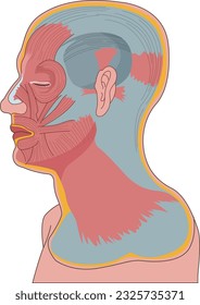 Colección de ilustraciones de vectores médicos como dientes y músculos y órganos humanos.