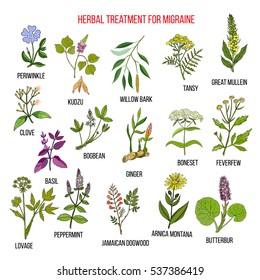 Collection Medicinal Herbs Migraines Relief Hand Stock Vector (Royalty ...