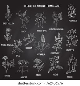 Collection of medicinal herbs for migraines relief. Hand drawn botanical vector illustration