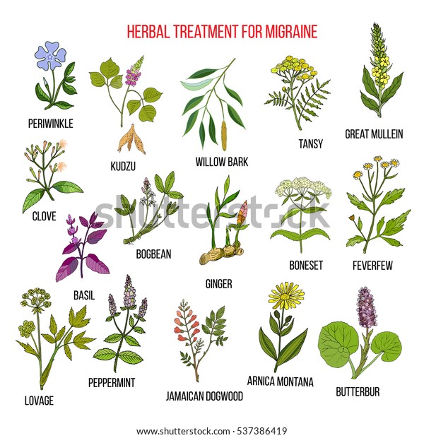 Collection Medicinal Herbs Migraines Relief Hand Stock Vector (Royalty ...