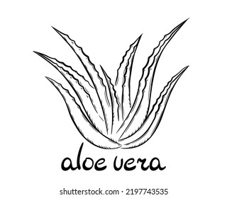 Recolección de aloe vera medicinal y de inscripción. Planta dibujada a mano en forma de boceto. Ilustración vectorial aislada.