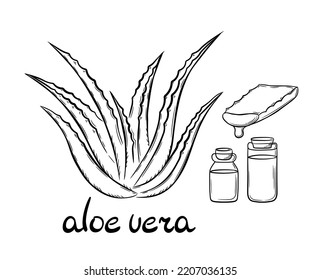 Collection of medicinal plant aloe vera and succulent cut of the stem. Hand drawn plant bush in line style. Isolated vector illustration.