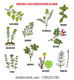 Collection Medicinal Plants Concentrating Selenium Hand Stock Vector 