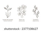 Collection of medicinal plants. Hand drawn botanical vector illustration