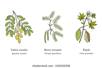 Collection of medicinal plants. Hand drawn botanical vector illustration