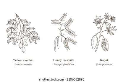 Collection of medicinal plants. Hand drawn botanical vector illustration