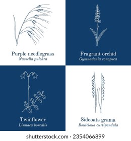 Collection of medicinal plants. Hand drawn botanical vector illustration