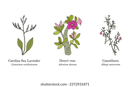 Collection of medicinal plants. Hand drawn botanical vector illustration