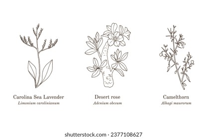 Collection of medicinal plants. Hand drawn botanical vector illustration