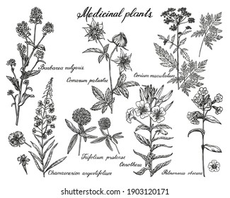 Collection of medicinal plants handmade. Herbs sketches set in vintage style. Vector outlines isolated on a white background.