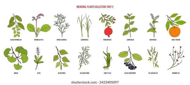 Colección de plantas medicinales, parte 2. Ilustración de vector botánico dibujada a mano