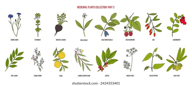 Colección de plantas medicinales, parte 3. Dibujado a mano ilustración vectorial botánica