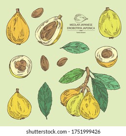 Collection of medlar japanese: medlar fruit and leaves. Eriobotrya japonica. Vector hand drawn illustration.