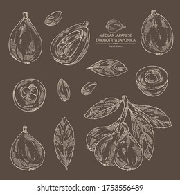 Collection of medlar japanese: medlar fruit and leaves. Eriobotrya japonica. Vector hand drawn illustration.