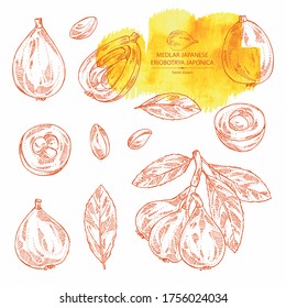 Collection of medlar japanese: medlar fruit and leaves. Eriobotrya japonica. Vector hand drawn illustration.